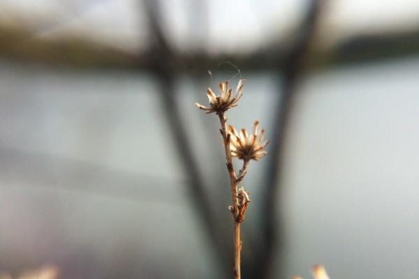 0.43xスーパーワイドレンズ(マクロ)画像01